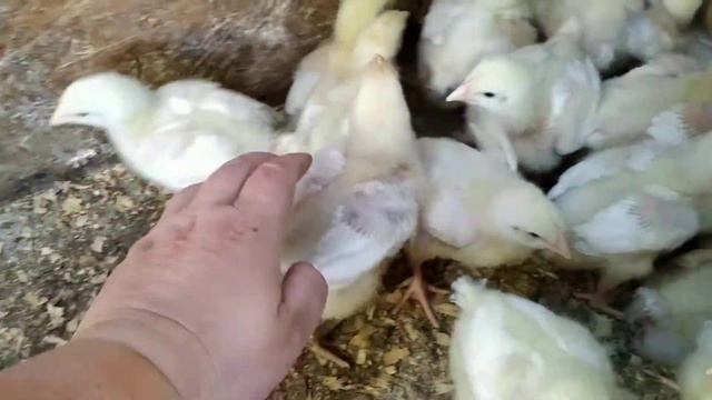 Бройлер не набирает вес. Взвешиваем бройлера. Бройлерам 10 дней