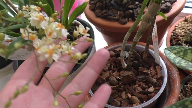 Орхидеи тронулись в рост.Что цветет у меня в марте.Заказ орхидей на весну.Второй альбом открыт. смотреть онлайн