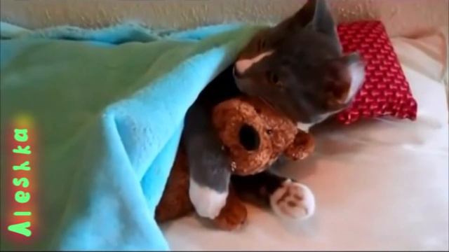 Очаровательные котята спят. смотреть онлайн