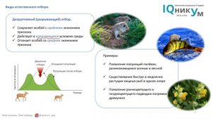 Виды естественного отбора (стабилизирующий, движущий, разрывающий)