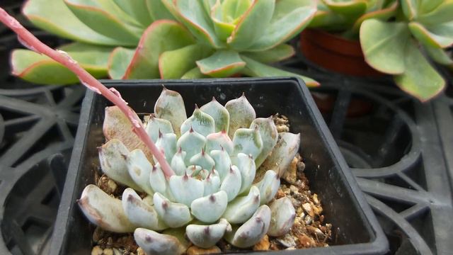 Echeveria cuspidata var. gemmula 多肉植物開花 紅爪玫瑰 смотреть онлайн