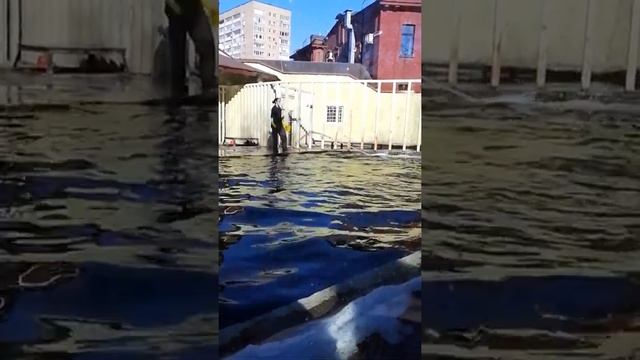 Тюлень делает сальто. Настоящий тюлень (балтийский). Seal jumps. Phocidae смотреть онлайн