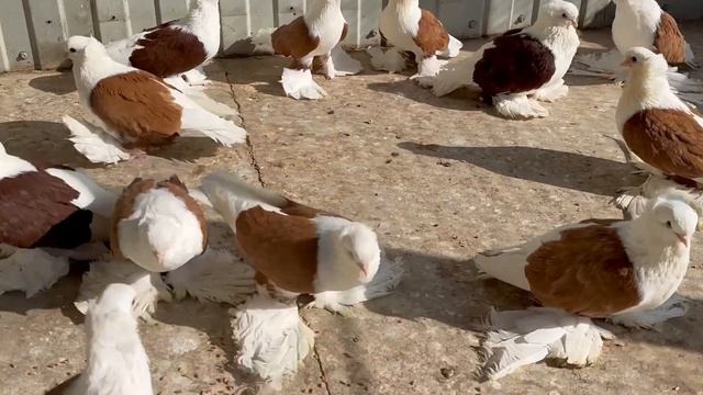 Коллекция голубей Северокавказских космачей . Село Сотниковское Николай . смотреть онлайн