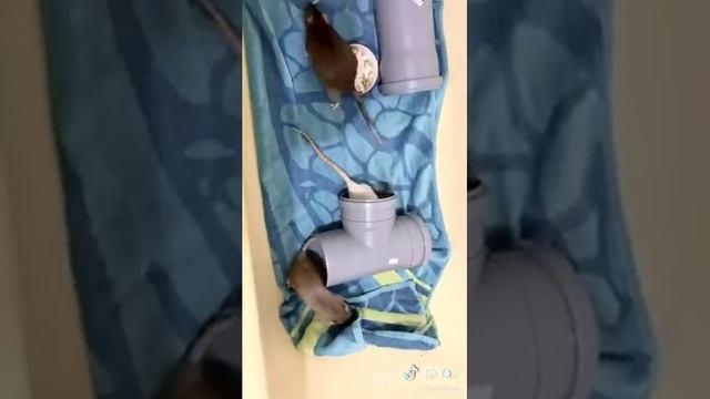Как сселить взрослых крыс смотреть онлайн