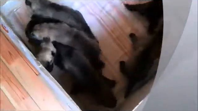 Щенки кангала 11 суток 06 07 17 смотреть онлайн