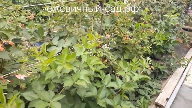 Садовая ежевика Аучита. смотреть онлайн