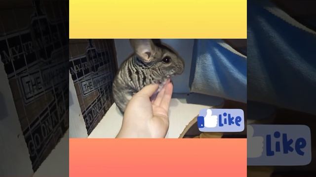 Наш шиншилленнок Кнопик? /Шиншилла бегает во сне ? смотреть онлайн