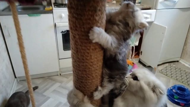 мама кошка всегда подстрахует свою дочку. смотреть онлайн