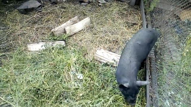Поросенок неизвестной масти породы чёрного цвета.Гибрид. смотреть онлайн