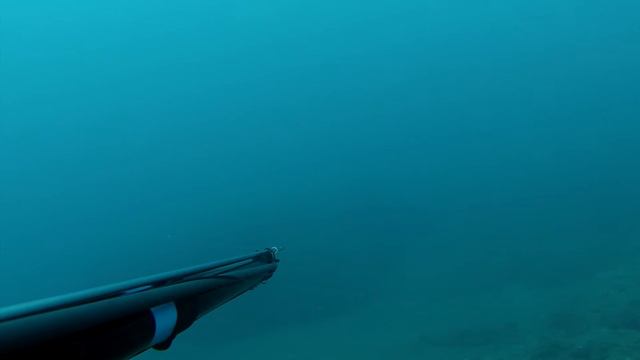 Подводная охота в средиземном море на Спинорога смотреть онлайн