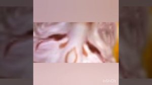 я твой цветочек, я твой милый ангелочек