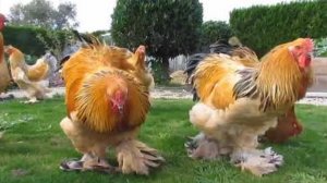 Разные породы кур.🐔 Драка петухов.🐓 Курица с цыплятами.🐤🐤🐤 Как поют петухи.🐓🐓🐓