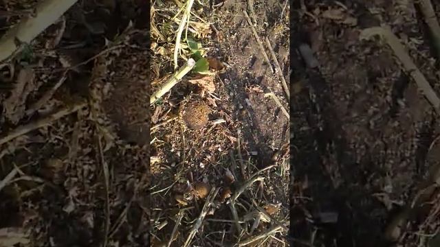 Уборка кондитерского подсолнечника,22августа смотреть онлайн