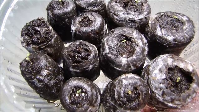 Рассада томатов! Вспомним любимые томаты! С наступающим Новым годом!!! смотреть онлайн