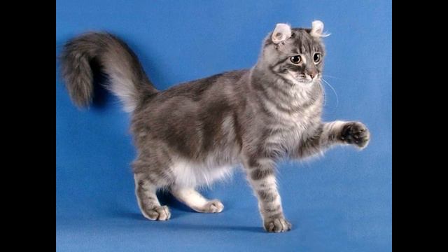 РЕДКИЕ ПОРОДЫ КОТОВ