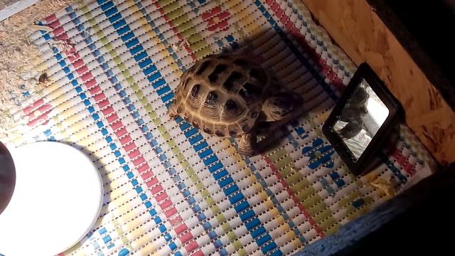 Смешная сухопутная черепаха увидела себя в зеркале! смотреть онлайн