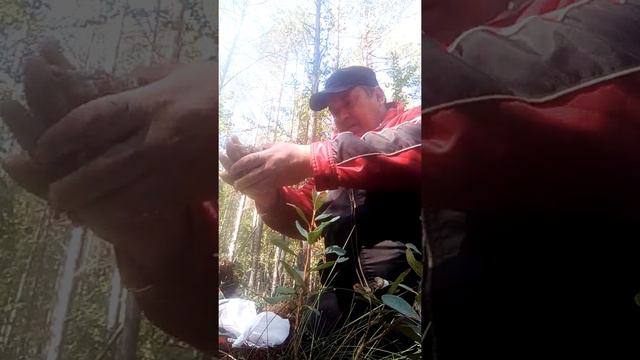 где взять воды в ЛЕСУ? смотреть онлайн