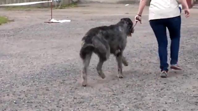 2016 10 01 волкодав смотреть онлайн
