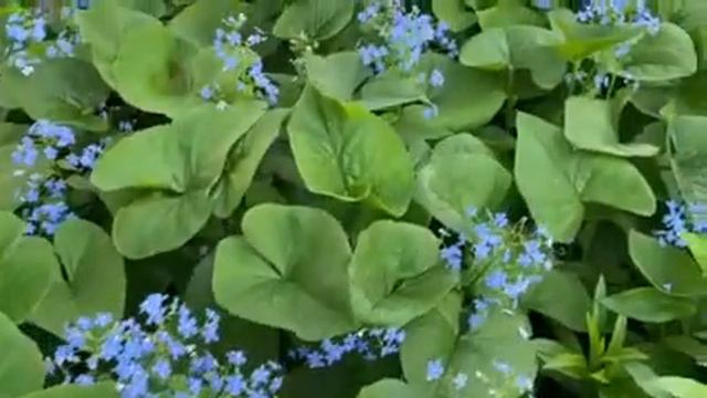 Весенние зарисовки. смотреть онлайн