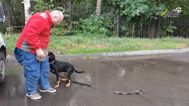 Успеть до смены зубов, дрессировка щенка босерона