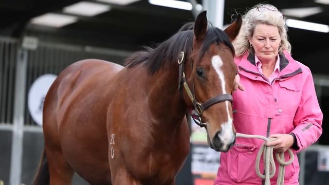 Exceed And Excel x Vintage Valley Colt Parade Video смотреть онлайн