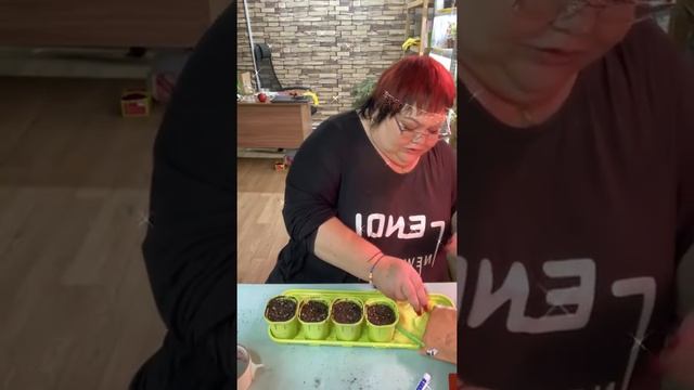 цветочные посиделки,детки бегоний, посев карликовых томатов смотреть онлайн