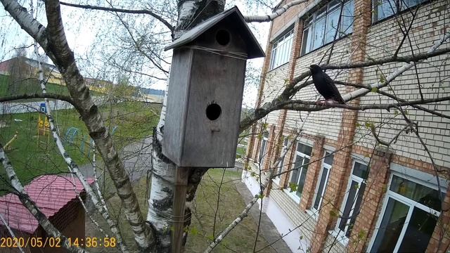 Весенние заботы семейной пары скворцов смотреть онлайн