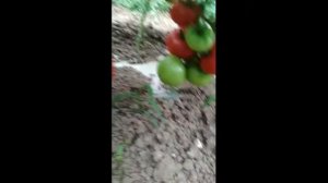 Томат Львович. Первый опыт!