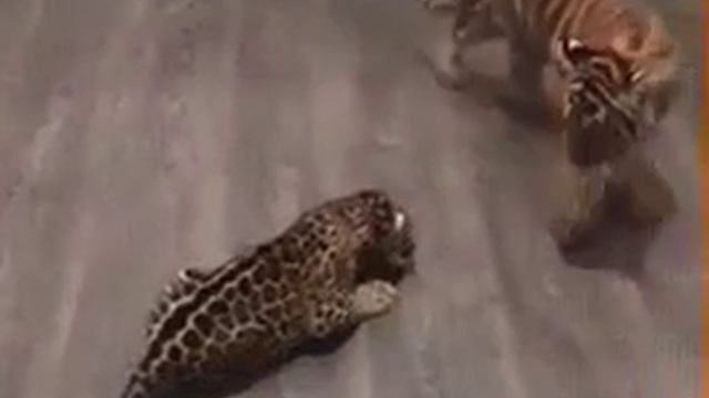 Встреча маленького ягуара и тигренка смотреть онлайн