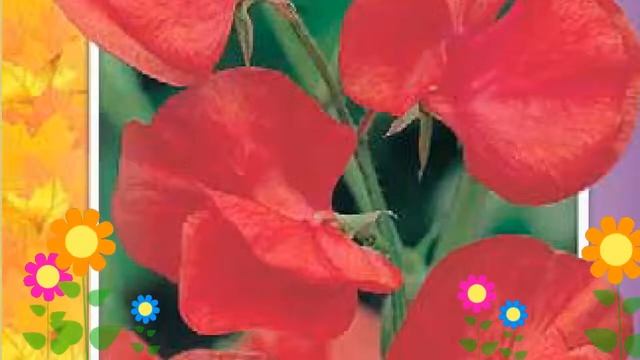 Душистый горошек Спенсер красный. Краткий обзор, описание характеристик, где купить семена смотреть онлайн