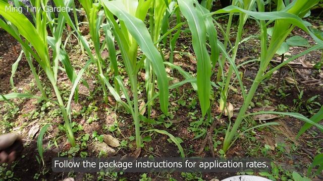 Sweet Corn Cultivation: From Farm to Table #gardening #sweetcorn смотреть онлайн