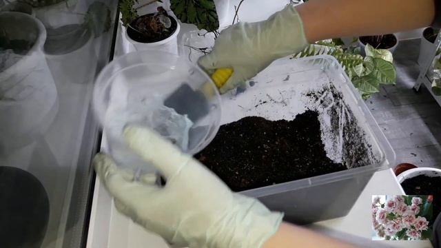 КОМНАТНЫЕ ЦВЕТЫ.ПАПОРОТНИКИ, ПРОДОЛЖЕНИЕ.(2 ЧАСТЬ.) смотреть онлайн