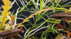 Восстанавливаю баланс в аквариуме.