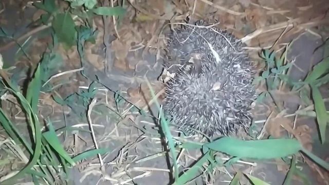 Ночлег цыплят и кур) Ночной гость??? смотреть онлайн