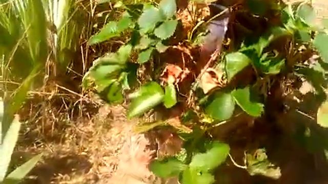 Тайна улья Супер Джинн. смотреть онлайн