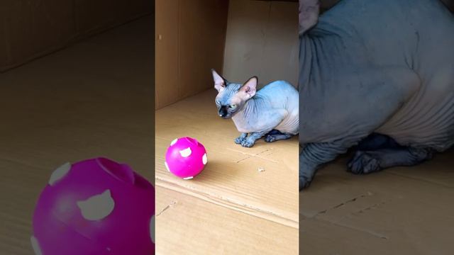 Лысая кошка сфинкс что с носом смотреть онлайн