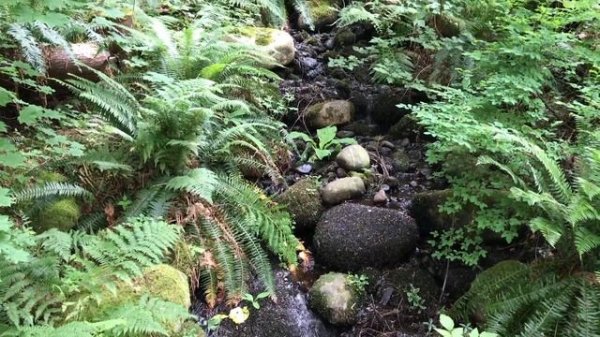 Traveller: Canada, Vancouver, Capilano park suspension bridge and treetope adventure