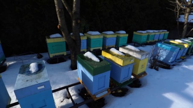 Проще не бывает: #Пчёлы зимуют в ППС ульях без влаги, канди не даём смотреть онлайн