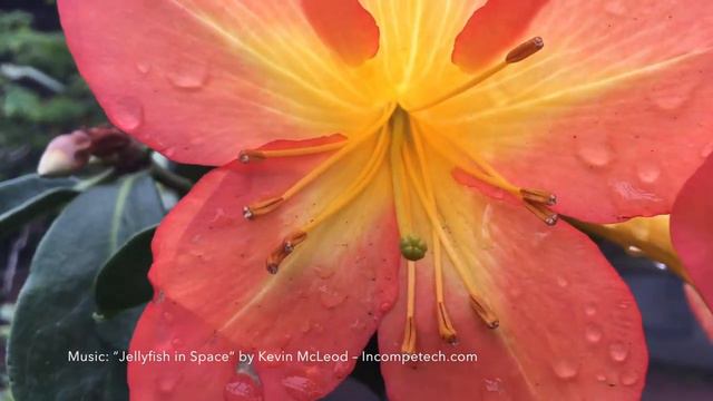 Rhododendron - A Minute in the Garden 13 from A Gardener's Notebook смотреть онлайн