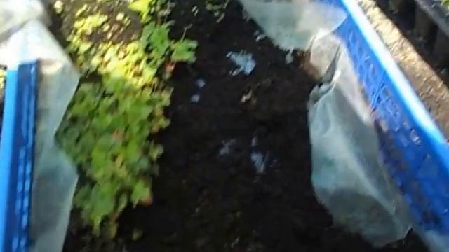 Безусая земляника Али Баба размножение от ЛисСад смотреть онлайн