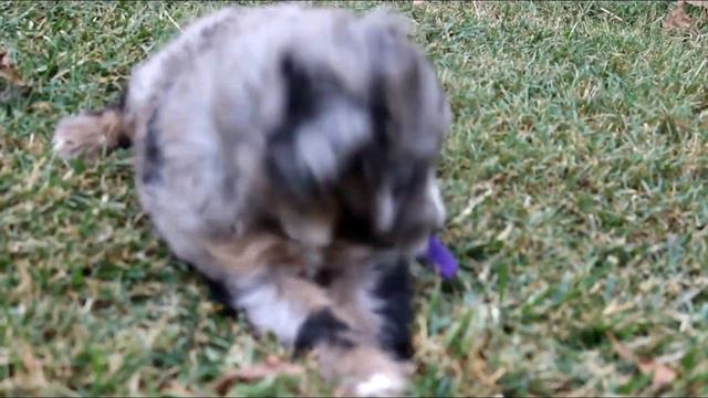 Mini Aussiedoodles Bravo And Dixie 6 Wks Blue Girl X Ripper