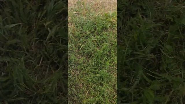 Champion T444s-2 первые выявленные косяки в конструкции