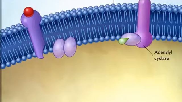 action of epinephrine смотреть онлайн