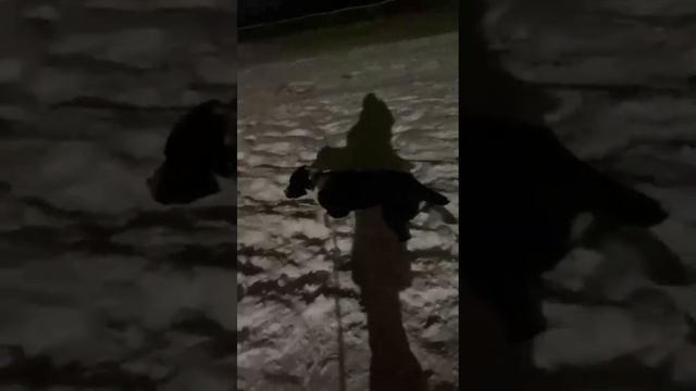 Акхан: лошадка,собачка,котёнок всего понемножку!Щенок САО/алабай.4 месяца.Видео хозяйки!+7915778778 смотреть онлайн