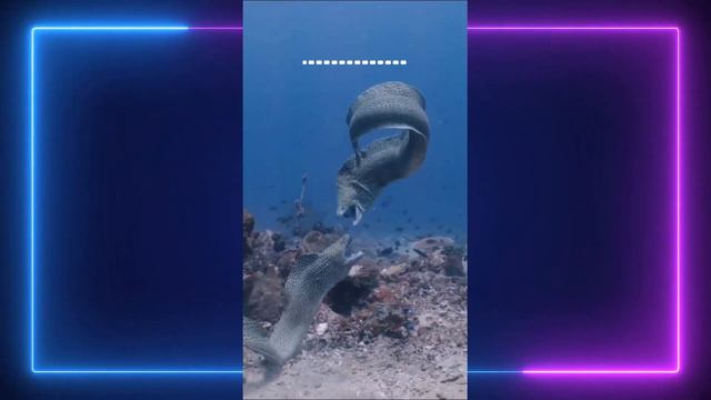 Немного о животных #2 смотреть онлайн