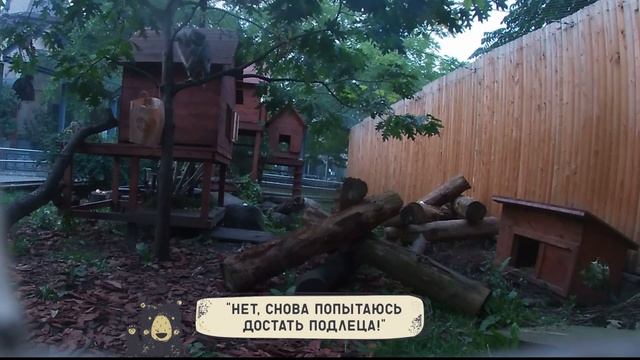 Скрытая съемка: еноты и невинный пакет ? смотреть онлайн