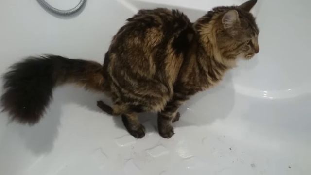 Тагир. Ходит в туалет в ванную. смотреть онлайн