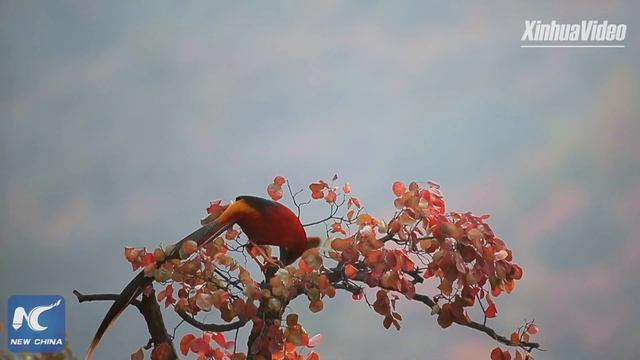 Golden pheasants in China's Qinling Mountains смотреть онлайн