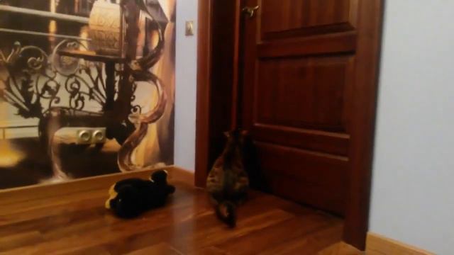 Кошка открывает дверь смотреть онлайн