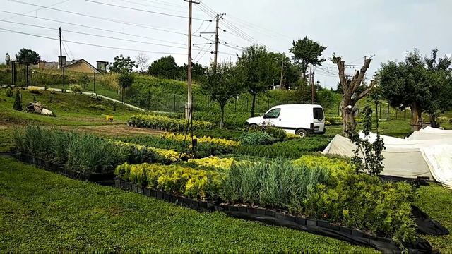 Самбірсад смотреть онлайн